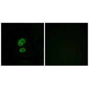 Immunofluorescence analysis of MCF-7 cells, using OR2T10 antibody.