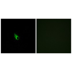 Olfactory Receptor Family 52 Subfamily E Member 1 (gene/pseudogene) (OR52E1) Antibody