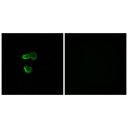 Olfactory Receptor Family 56 Subfamily B Member 4 (OR56B4) Antibody