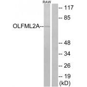Western blot analysis of extracts from RAW264.7 cells, using OLFML2A antibody.
