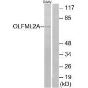 Western blot analysis of extracts from RAW264.7 cells, using OLFML2A antibody.