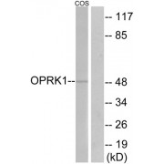 Western blot analysis of extracts from COS-7 cells, using OPRK1 antibody.