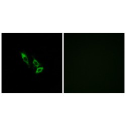 Olfactory Receptor Family 10 Subfamily V Member 1 (OR10V1) Antibody