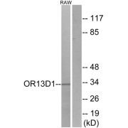 Western blot analysis of extracts from RAW264.7 cells, using OR13D1 antibody.