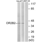 Western blot analysis of extracts from HeLa cells and HT-29 cells, using OR2B2 antibody.