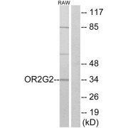 Western blot analysis of extracts from RAW264.7 cells, using OR2G2 antibody.