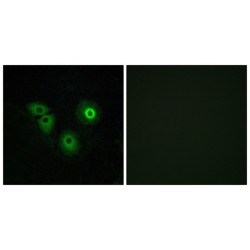 Olfactory Receptor Family 4 Subfamily A Member 15 (OR4A15) Antibody