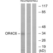 Western blot analysis of extracts from HeLa cells and HepG2 cells, using OR4C6 antibody.