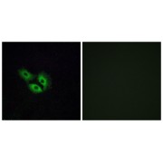 Immunofluorescence analysis of A549 cells, using OR4E2 antibody.