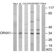 Western blot analysis of extracts from HeLa cells, Jurkat cells, COLO cells, HUVEC cells and MCF-7 cells, using OR4X1 antibody.