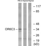 Western blot analysis of extracts from HeLa cells and HepG2 cells, using OR6C3 antibody.