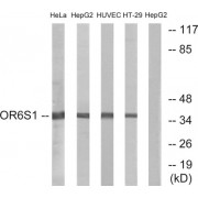 Western blot analysis of extracts from HeLa cells, HepG2 cells, HUVEC cells and HT-29 cells, using OR6S1 antibody.