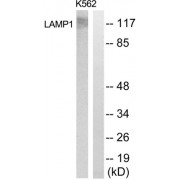 Western blot analysis of extracts from K562 cells, using LAMP1 antibody.