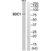 Western blot analysis of extracts from HeLa cells, using SDC1 antibody.