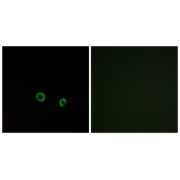 abx015481