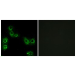Mas-Related G-Protein Coupled Receptor Member X3 (MRGX3) Antibody