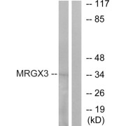 Western blot analysis of extracts from K562 cells, using MRGX3 antibody.
