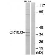 Western blot analysis of extracts from MCF-7 cells, using OR10J3 antibody.
