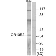 Western blot analysis of extracts from HeLa cells, using OR10R2 antibody.