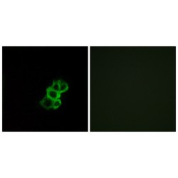Olfactory Receptor Family 8 Subfamily B Member 4 (gene/pseudogene) (OR8B4) Antibody