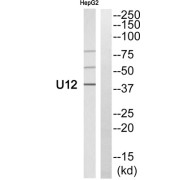 Western blot analysis of extracts from HepG2 cells, using U12 antibody.
