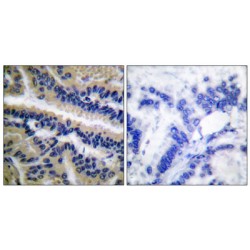 Caspase 9 Cleaved-Asp353 (CASP9 Cleaved-D353) Antibody