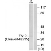 Western blot analysis of extracts from rat liver cells, using FA10 (activated heavy chain, Cleaved-Ile235) antibody.