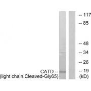 Western blot analysis of extracts from COS-7 cells, treated with etoposide (25uMl, 1hour), using CATD (light chain, Cleaved-Gly65) antibody.