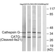 Western blot analysis of extracts from HepG2 cells, COLO cells, HUVEC cells and A549 cells, using CATG (Cleaved-Ile21) antibody.