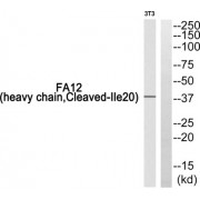 Western blot analysis of extracts from 3T3 cells, using FA12 (heavy chain, Cleaved-Ile20) antibody.