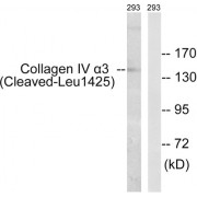 Western blot analysis of extracts from293 cells, treated with etoposide (25uM, 1hour), using COL4A3 (Cleaved-Leu1425) antibody.