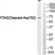 Western blot analysis of extracts from 293 cells, using ITIH2 (Cleaved-Asp702) antibody.