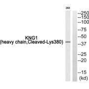 Western blot analysis of extracts from 293 cells, using KNG1 (heavy chain, Cleaved-Lys380) antibody.