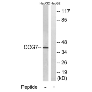 Western blot analysis of HepG2 cell extracts, using CACNG7 Antibody.