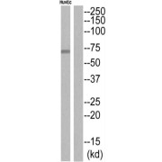 WB analysis of HUVEC cells, using CDC25A pS76 antibody. The lane on the right is blocked with the phosphopeptide.