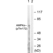 Western blot analysis of extracts from heat-shocked 293 cells, using AMPK alpha (Phospho-Thr172) Antibody. The lane on the right is blocked with the phosphopeptide.