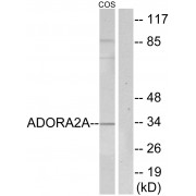 WB analysis of extracts from COS7 cells, using ADORA2A Antibody. The picture on the right is blocked with the synthesised peptide.