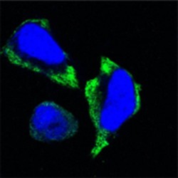 P21 Protein Activated Kinase 2 (PAK2) Antibody