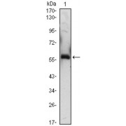 Western blot analysis using A1BG antibody against A1BG (AA: 320-495) -hIgGFc transfected HEK293 (1) cell lysate.