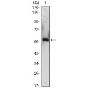 abx010338