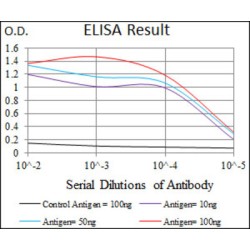 ATP-Binding Cassette Subfamily B Member 5 (ABCB5) Antibody