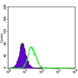 ATP-Binding Cassette Subfamily B Member 5 (ABCB5) Antibody