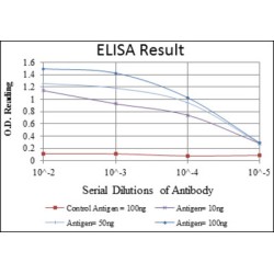 Actin Alpha 2, Smooth Muscle (ACTA2) Antibody