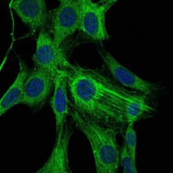 Actin Alpha 2, Smooth Muscle (ACTA2) Antibody