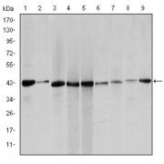 Western blot analysis using ACTA2 antibody against Hela (1), Jurkta (2), HepG2 (3), MCF-7 (4), A431 (5), A549 (6), PC-12 (7), NIH/3T3 (8) and Cos7 (9) cell lysate.