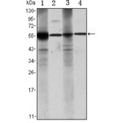 Western blot analysis using ALDH1A1 antibody against Raji (1), Jurkat (2), THP-1 (3) and K562 (4) cell lysates.