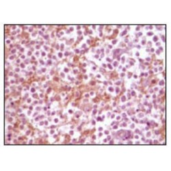 Alpha Synuclein (SNCA) Antibody