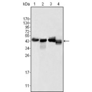 Western blot analysis using APOA4 antibody against human serum (1), human plasma (2), HepG2 cell lysate (3) and SMMC-7721 cell lysate (4).