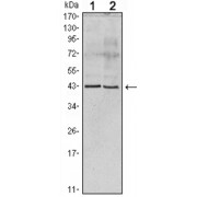 Western blot analysis using Apoa5 antibody against human serum (1) and Apoa5 recombinant protein (2).