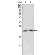 Western blot analysis using ApoM antibody against human serum (1, 2).